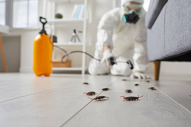 Affordable Cockroach Control solutions in Cavalier, ND
